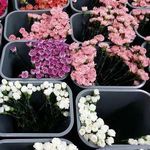 Flower Delivery Hong Kong