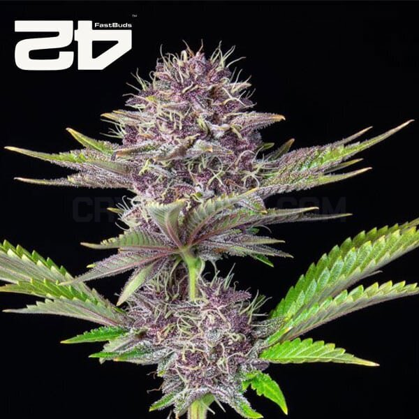 Auto Purple Punch by 42 Fast Buds