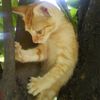 Mylie