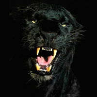 Pantera