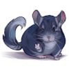 Chinchilla